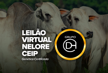 LEILÃO VIRTUAL NELORE CEIP GRUPO DH